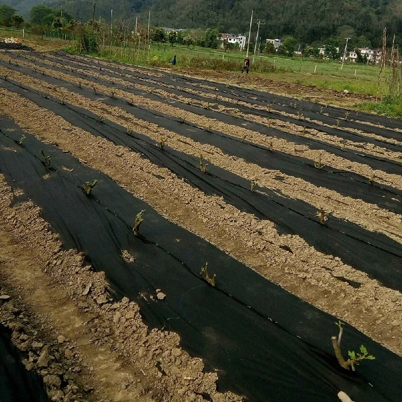 UVunkraut-Mat Ground Cover Silt Fence-Schwarz-Gewebe-Plastik-pp. gesponnene Geotextilien des schutz-200G/M2 Großhandels
